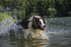 running Border Collie