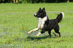 running Border Collie