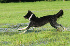 running Border Collie