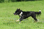 running Border Collie