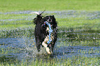 playing Border Collie