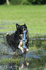 playing Border Collie