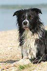 lying Border Collie