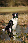 sitting Border Collie