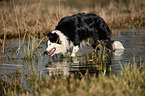 Border Collie eats grass