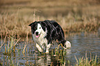 walking Border Collie