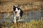 running Border Collie