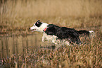 running Border Collie