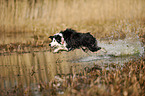 jumping Border Collie