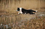 jumping Border Collie