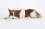 sleeping Border Collie