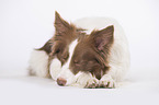 sleeping Border Collie