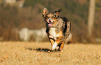 running Border Collie