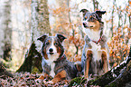 2 Border Collies