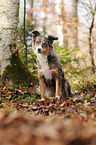 sitting Border Collie