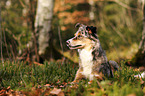 lying Border Collie