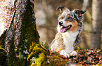 lying Border Collie