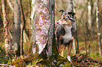 standing Border Collie