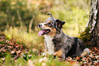 lying Border Collie