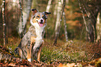 sitting Border Collie