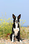 sitting Border Collie