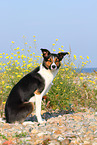 sitting Border Collie