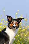 Border Collie Portrait