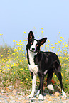 standing Border Collie