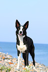 standing Border Collie