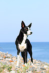 standing Border Collie