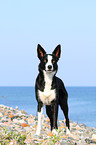 standing Border Collie