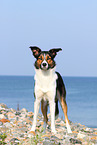 standing Border Collie