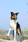 standing Border Collie