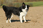 standing Border Collie