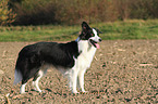 standing Border Collie