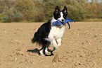 playing Border Collie