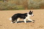 running Border Collie