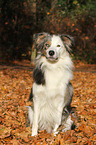 sitting Border Collie