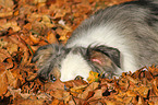 lying Border Collie