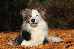 lying Border Collie