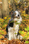 Border Collie nibbling at branch