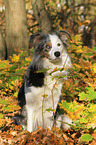 sitting Border Collie