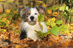 lying Border Collie