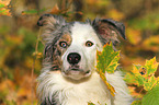 Border Collie Portrait