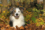 lying Border Collie