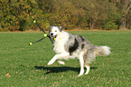 playing Border Collie