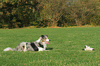 lying Border Collie