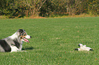 lying Border Collie