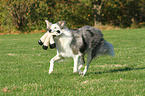 playing Border Collie