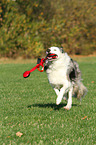 playing Border Collie